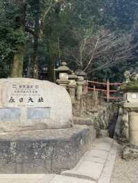 奈良宇治古都慢活之旅🌸  