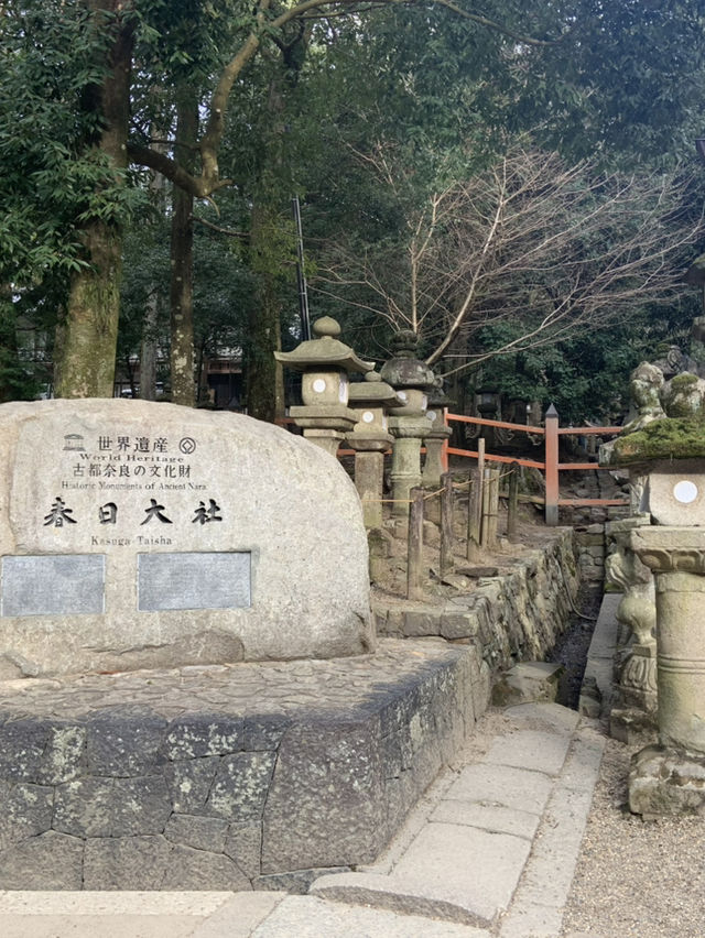 奈良宇治古都慢活之旅🌸  