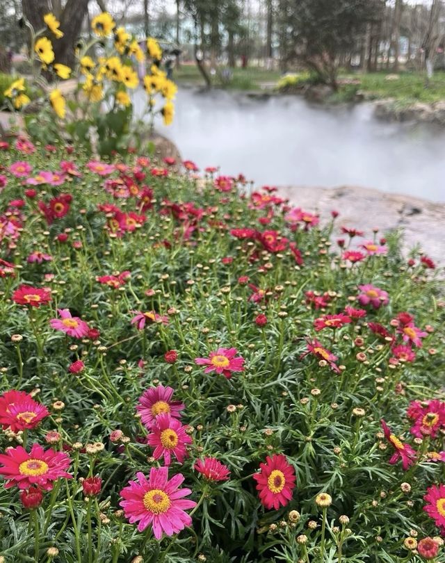 南京中山植物園大賞花浪漫程度不輸玫瑰！