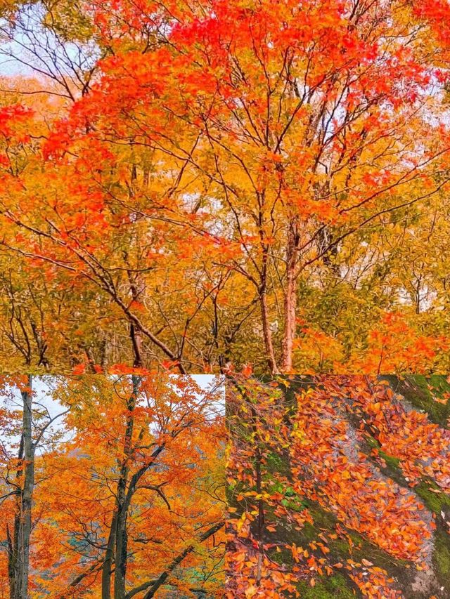 光霧山賞秋指南美到窒息的紅葉天花板在此！