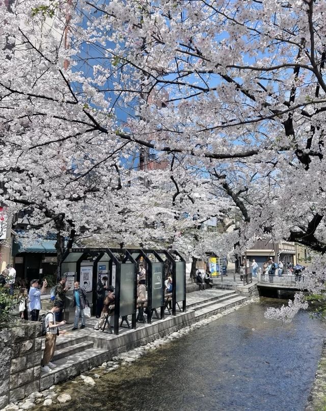 秒速5厘米的浪漫在日本和櫻花來場約會吧 秒速5厘米的浪漫在日本和櫻花來場約會吧