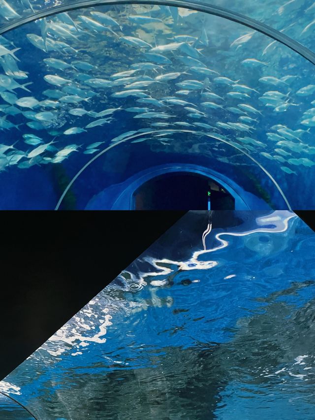 魔都遛娃天花板!上海海洋水族館保姆級攻略 魔都遛娃天花板!上海海洋水族館保姆級攻略