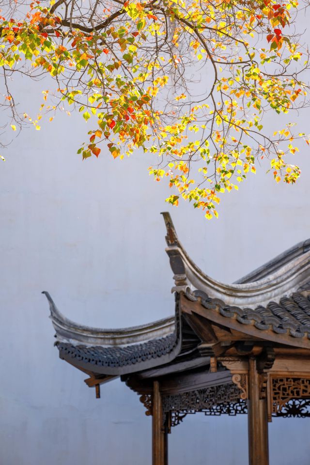 為了這些烏桕樹，特意去了趟南京！