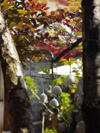 麗江古城的納西風情四合院|豆花名宿
