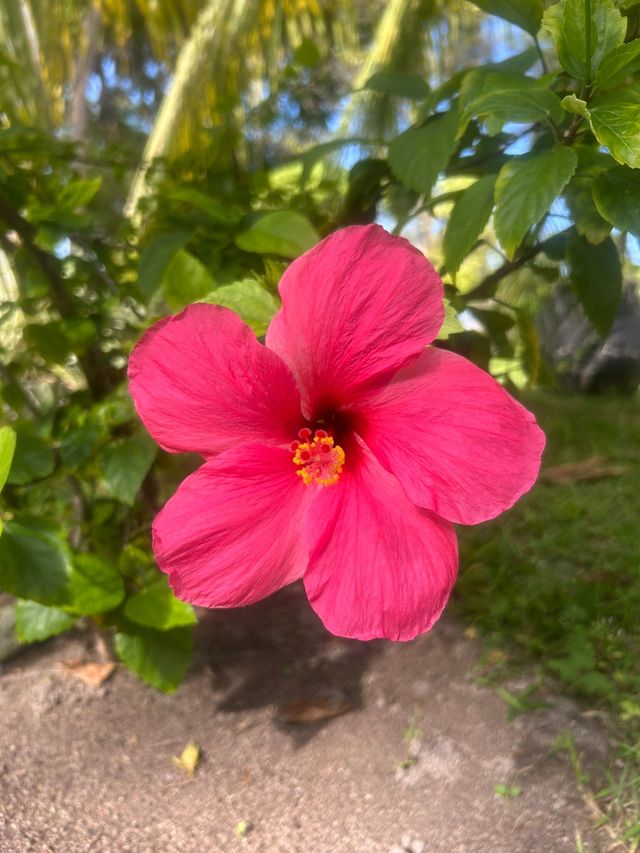 Amazing Resort Experience Amazing Resort Experience