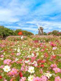 大阪粉白花海拍照聖地