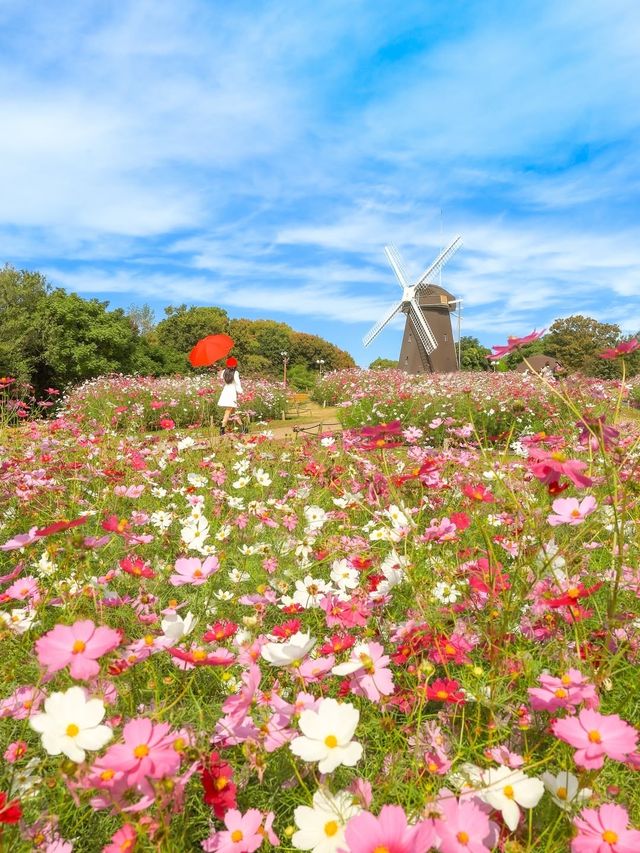 大阪粉白花海拍照聖地
