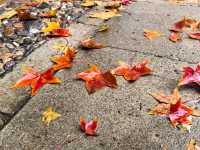 立冬時節的頤和園美圖