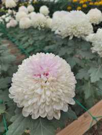 秋日賞菊絕佳地