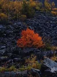 川西小眾秘境｜松坪溝的秋天美到窒息