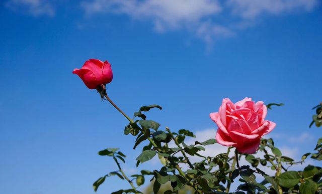 深秋「好色」去上海植物園 深秋「好色」去上海植物園