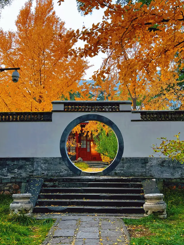 A quiet, beautiful ginkgo viewing spot with few people
