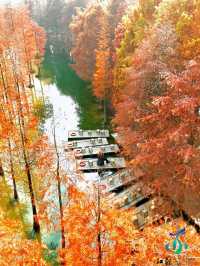 11月限定洪澤湖濕地水杉紅了無人機實拍真殺瘋了