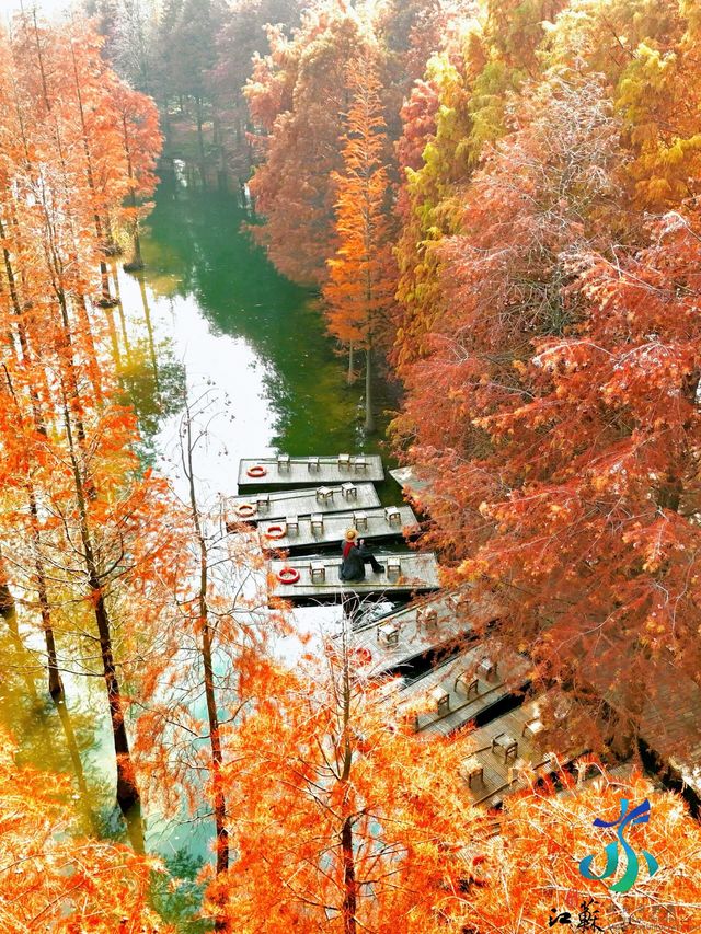 11月限定洪澤湖濕地水杉紅了無人機實拍真殺瘋了 11月限定洪澤湖濕地水杉紅了無人機實拍真殺瘋了