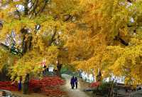 歡迎來千年銀杏谷文化來旅遊