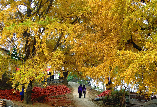 歡迎來千年銀杏谷文化來旅遊