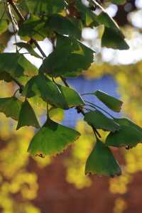 景德鎮浮梁縣-北安村的銀杏葉黃了