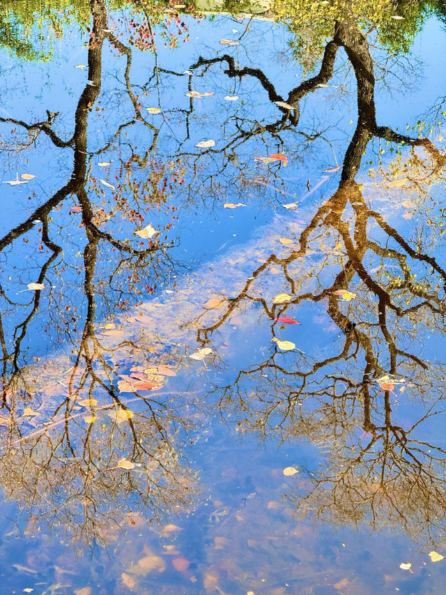 絕美莫愁湖打卡攻略