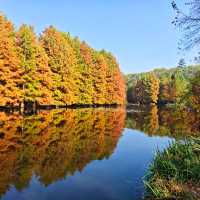 南京燕雀湖｜藏在城芯的秋日秘境，承包金陵所有溫柔