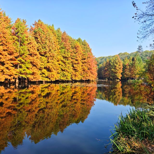 南京燕雀湖｜藏在城芯的秋日秘境，承包金陵所有溫柔