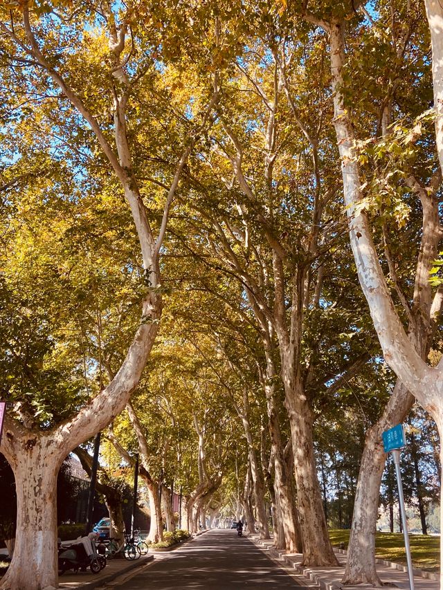 南京被嚴重低估的寶藏景點拍照美爆了