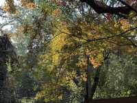 秋日虞山賞楓季