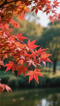 上海郊區紅葉地圖發布