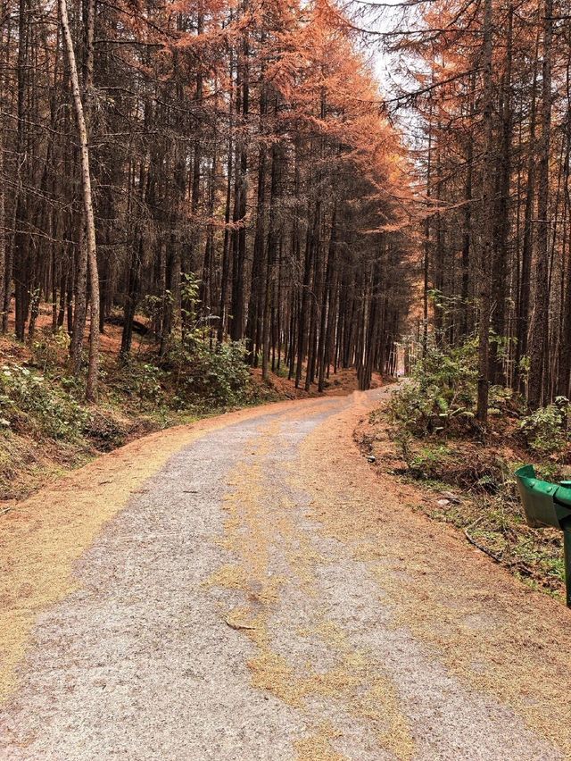 成都2小時直達！免費秘境松林灣，遛娃不費力