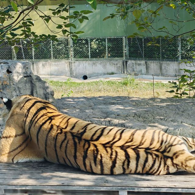 上海野生動物園免費衝！粉紅火烈鳥+大象互毆，值回折騰