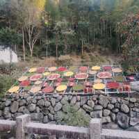 黃南林坑古村落｜藏著一整個絕美曬秋畫卷！