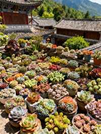 如果生活讓你感到疲憊，那就來雲南吧！ 這裡的陽光、藍天、雪山、古城…會讓你瞬間慢下來，找到生活的節奏