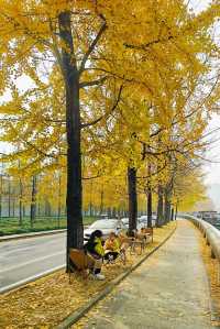 蛟龍活水公園拍銀杏