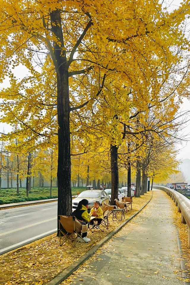 蛟龍活水公園拍銀杏