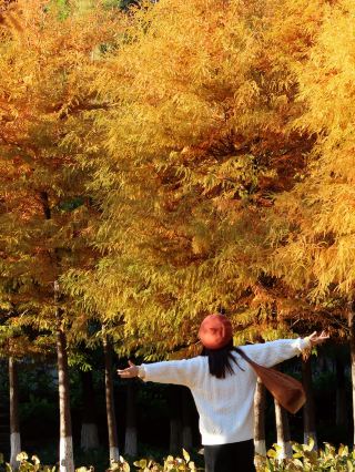 2 hours from Guangzhou, a guide to checking in at the redwood forest