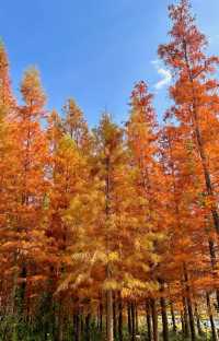 西昌,冬日的一抹秋