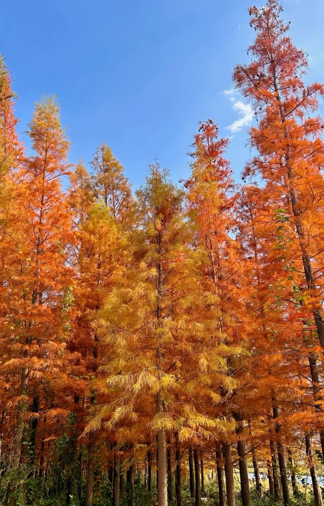 西昌,冬日的一抹秋 西昌,冬日的一抹秋
