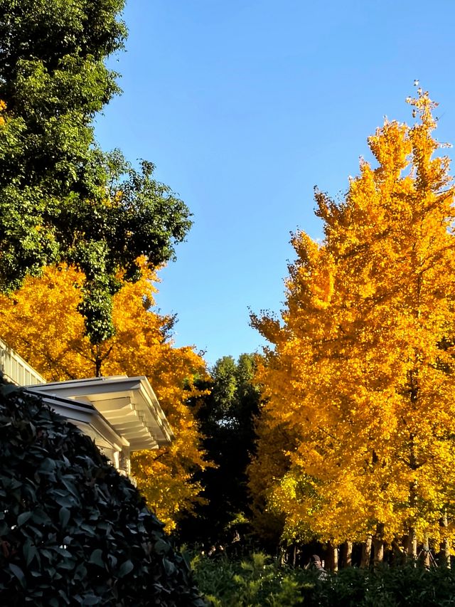 一場落在肇嘉浜路中的銀杏雨。