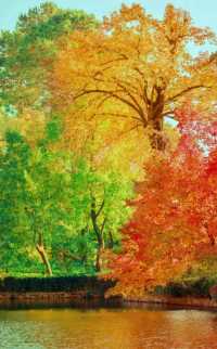 祁門秋色,自然調色盤展現斑斕畫卷