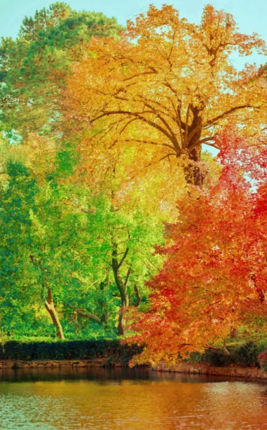 祁門秋色,自然調色盤展現斑斕畫卷 祁門秋色,自然調色盤展現斑斕畫卷