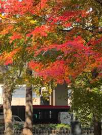 申城賞秋正當時