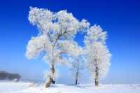 辜負故園梅樹好 南枝開放北枝寒