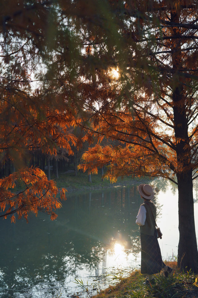 魔都的冬天有多美！紅得像火
