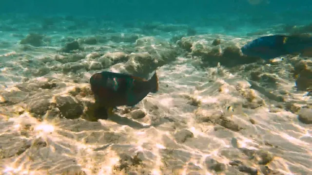被譽為「海底熱帶雨林」-澳大利亞大堡礁