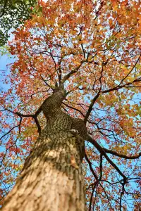 柳州 | 深秋的烏桕樹是白天裡綻放的煙火