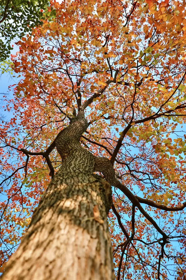 柳州 | 深秋的烏桕樹是白天裡綻放的煙火