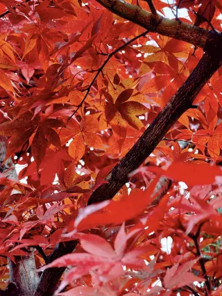 ปีนี้ใบไม้เปลี่ยนสีกำลังสวยที่สุด! คนน้อย วิวสวยงาม ถ่ายรูปสวย 200%!