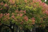 園博秋韻染芳華:欒紅杏黃藏雅趣,暖居伴景度清歡