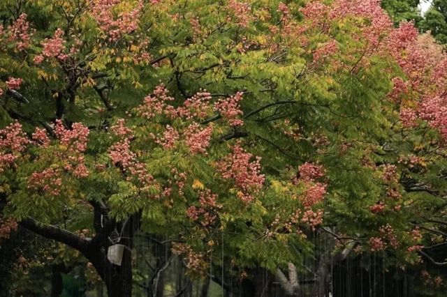 園博秋韻染芳華:欒紅杏黃藏雅趣,暖居伴景度清歡 園博秋韻染芳華:欒紅杏黃藏雅趣,暖居伴景度清歡