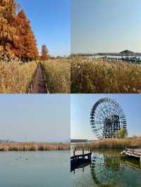 蘇州私藏秋日寶藏|太湖湖濱濕地公園,免費美到驚嘆