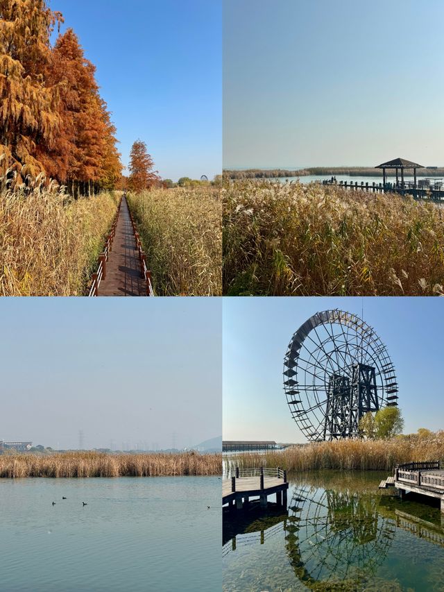 蘇州私藏秋日寶藏|太湖湖濱濕地公園,免費美到驚嘆 蘇州私藏秋日寶藏|太湖湖濱濕地公園,免費美到驚嘆